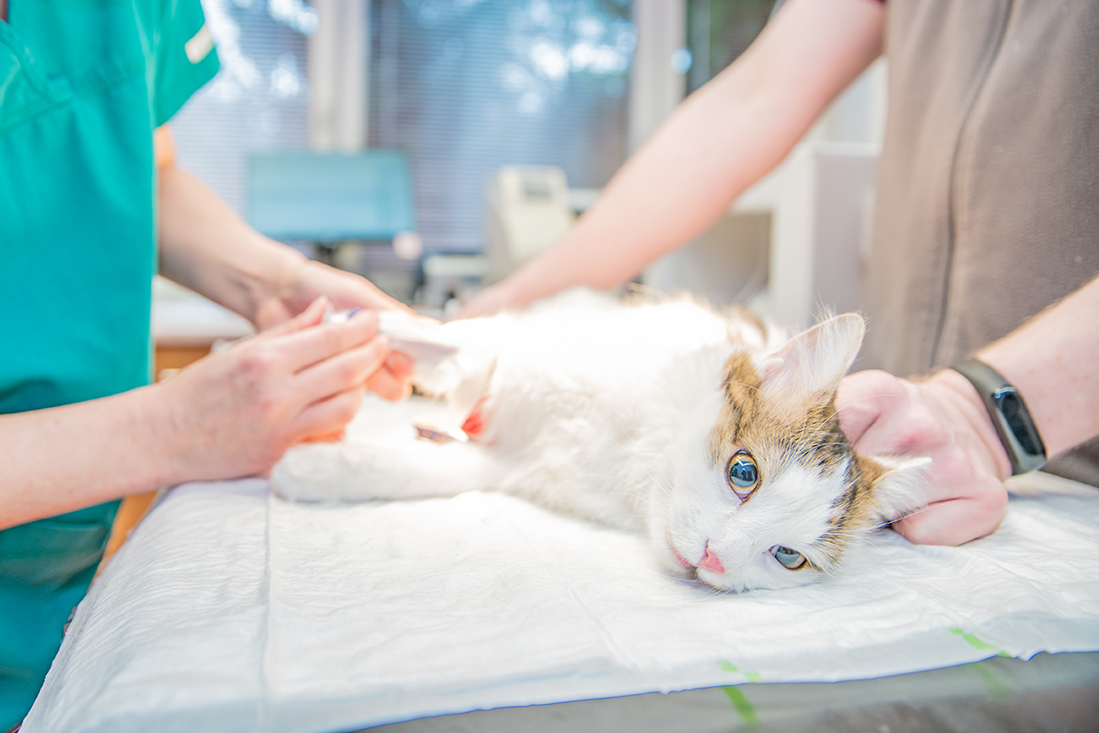 blood collection of animals in hospital. preparation for surgery